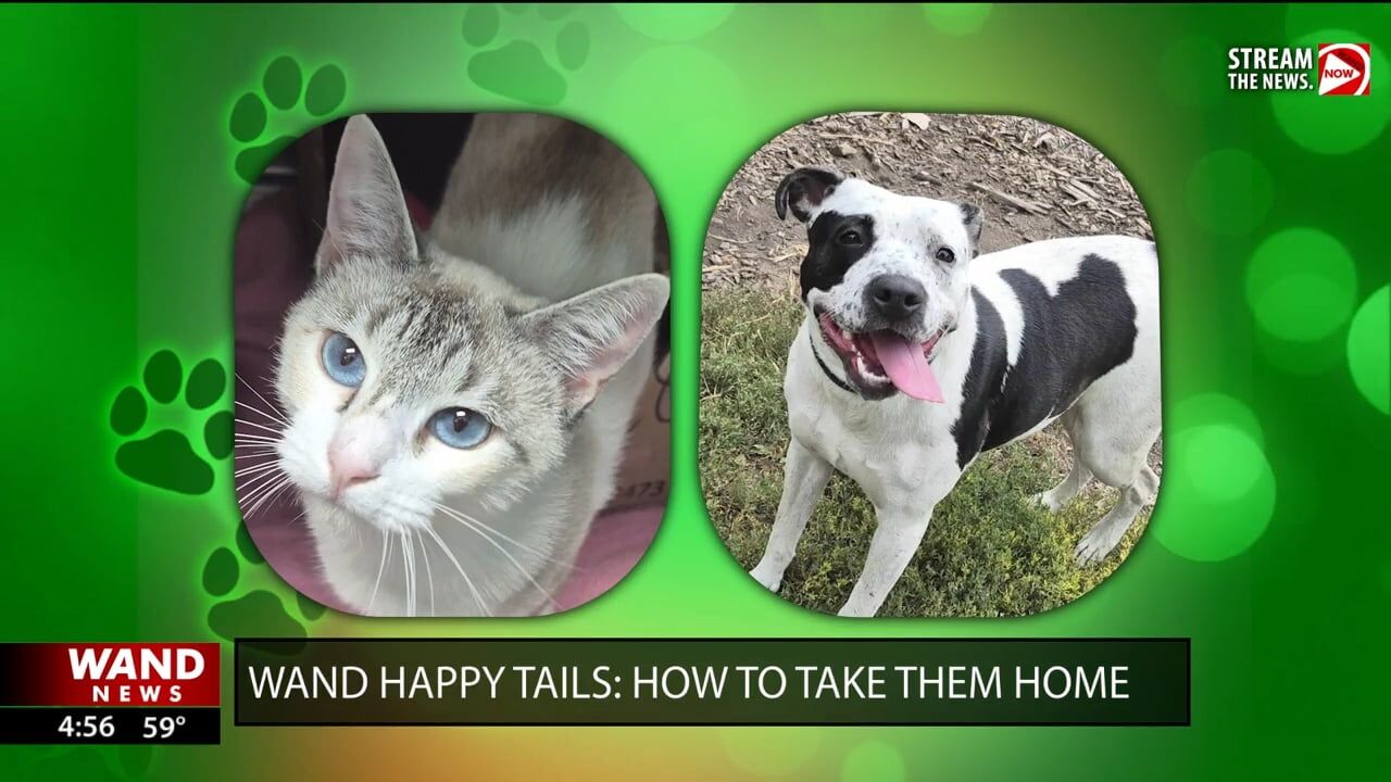 WAND's Happy Tails featuring Orange Blossom and Dottie